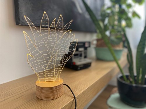 SNAKE PLANT ����� ����� ���������